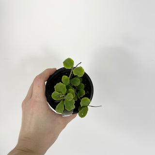 Hoya kanyakumariana [#2277]