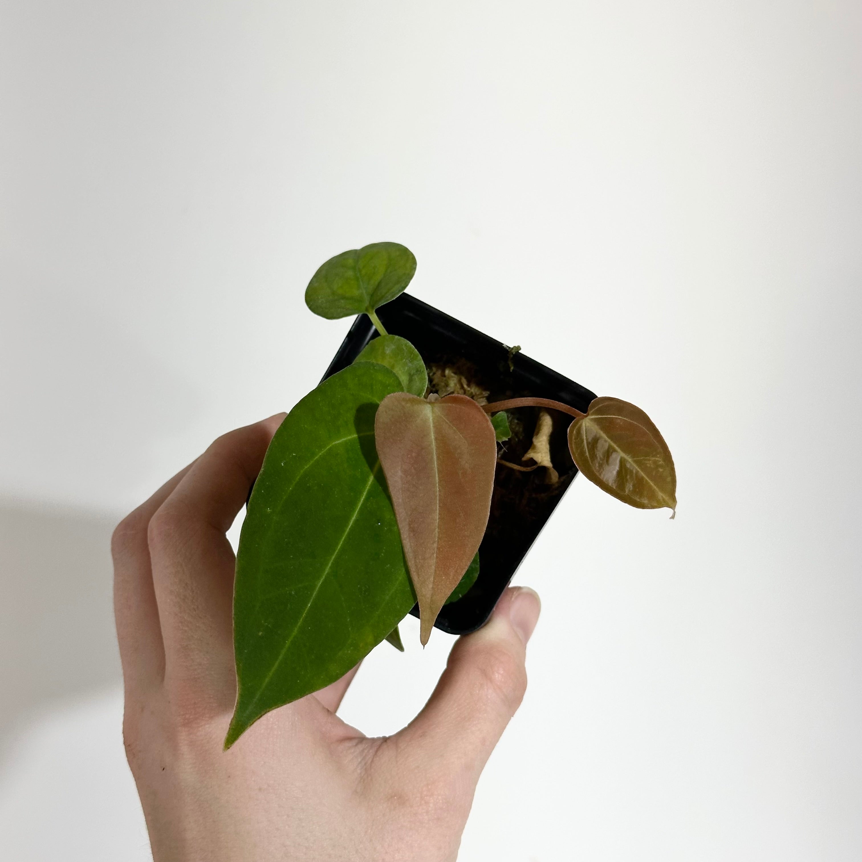 3D4E38CA-D186-4D8E-A4C6-