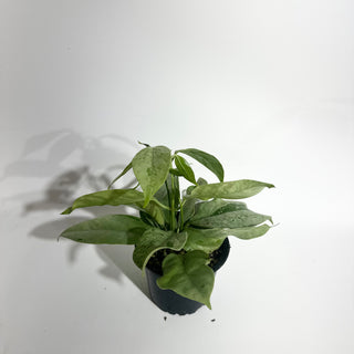 Hoya coriacea (silver) [#2001]