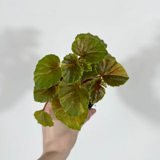 Begonia cucullata (variegated) [#1278]