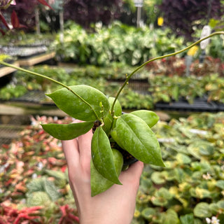 Hoya indaisarae