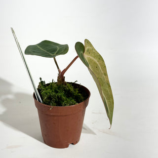 Anthurium 'Chuck Norris' x self - Seedling [#1647]