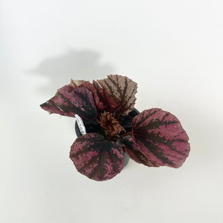 Begonia 'Snowberry' [#2122]