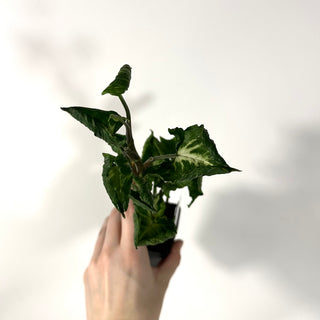 Syngonium 'Godzilla' [#2163]