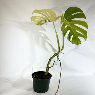 Monstera deliciosa 'Marmorata' [#1854]