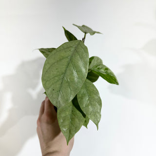 Hoya coriacea (silver) [#1913]