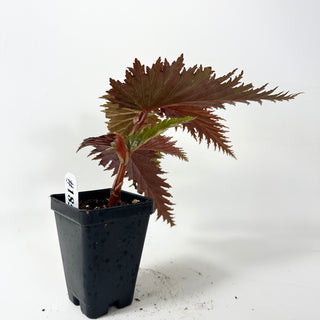 Begonia sp. 'Miri' [#1851]