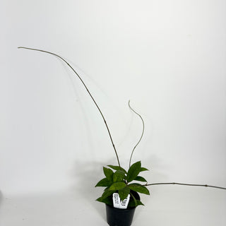 Hoya sp. Aceh Singkil AO 01 [#2203]