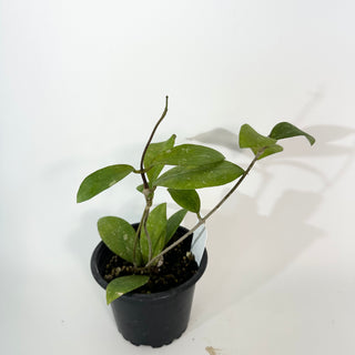 Hoya elmeri (splash) [#2184]