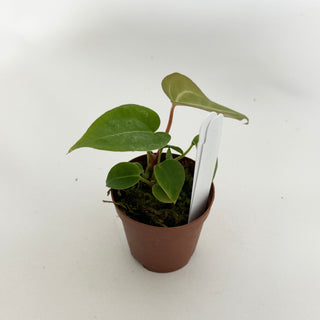 Anthurium 'Blue Velvet' x self - 2 Seedlings [#1473]