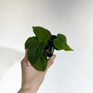 Anthurium 'Big Bertha' x 'Arnold Schwarzenegger' [#1797]