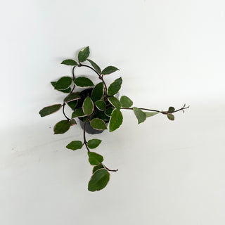Hoya carnosa 'Purple Pride' [#2035]