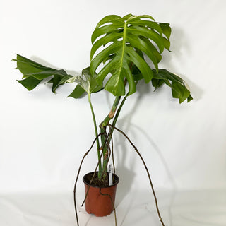 Monstera deliciosa var. borsigiana albo-variegata [#1684]