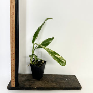 Z-5227 - Rhaphidophora megasperma variegata