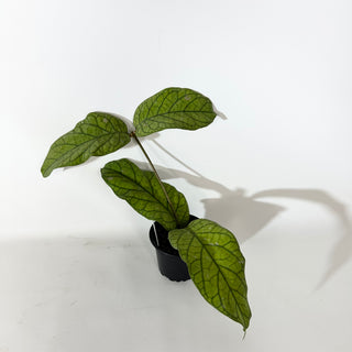 Hoya meredithii [#2142]