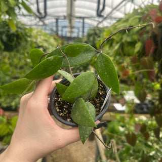 Hoya honglenae