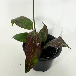 Hoya sp. "Red" [#2195]