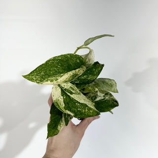 Z-5051 - Scindapsus 'Jade Satin' albo-variegata