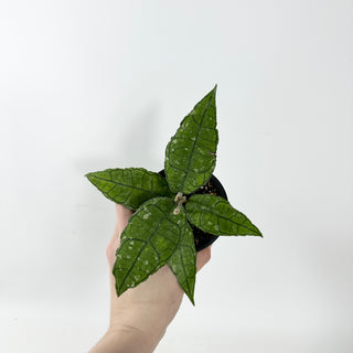 Hoya sp. Nong Nooch [#2330]