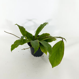 Hoya 'Udroiu'