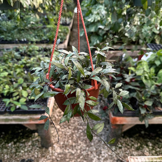 Hoya lacunosa 'Snow Caps' - 6" Hanging Basket