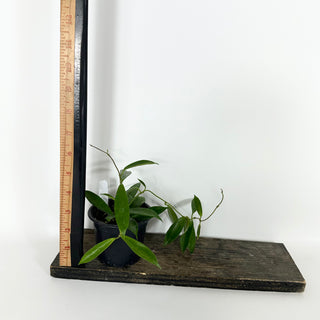 Hoya stoneana [#2166]