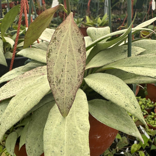 Hoya nicholsoniae 'New Guinea Ghost'