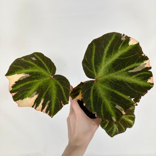 Begonia soli-mutata (variegated) [#1227]