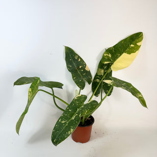 Philodendron 'Jose Buono' (Texas Form) [#2430]