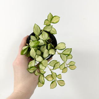 Hoya heuschkeliana variegata [#1671]