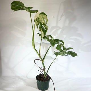 Monstera deliciosa var. borsigiana albo-variegata [#1801]