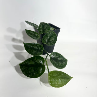Z-5015 - Scindapsus pictus 'Black Mamba'