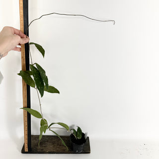 Hoya finlaysonii ‘Trang’ (XL Pot) [#2120]