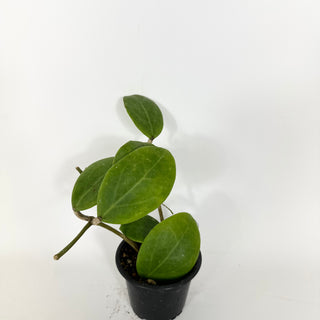 Hoya 'Ghost Fairy' [#2151]