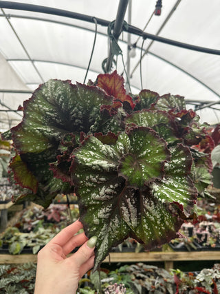 Begonia 'Steve's Leaves Wow'