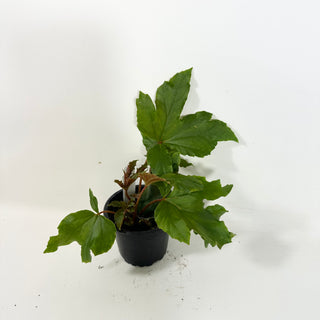 Begonia 'Carol Mac' [#2084]
