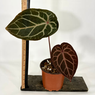 Anthurium 'Zara'/'Michele' x 'Doc Block Lineage' [#1346]