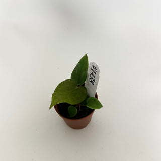 Anthurium 'Prince of Darkness' x self - 2 Seedlings [#1438]