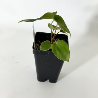 Anthurium papillilaminum SL #1 x 'Amelia's Delight' [#1672]