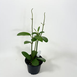 Hoya liangii