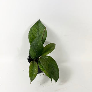 Hoya sp. Aceh Venasi [#1859]