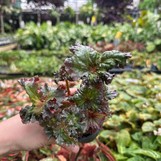 Begonia 'Harmony's Daenerys'