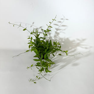 Hoya microdwarf (NS 12-323) [#2146]