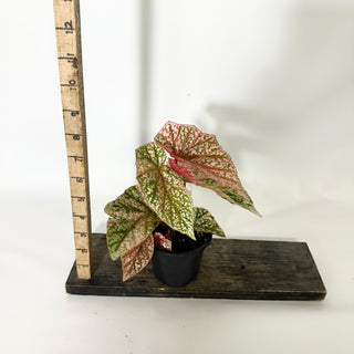 Begonia 'Snow Capped' (Variegated) [#1698]