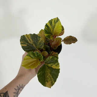 Begonia cucullata (variegated) [#1609]