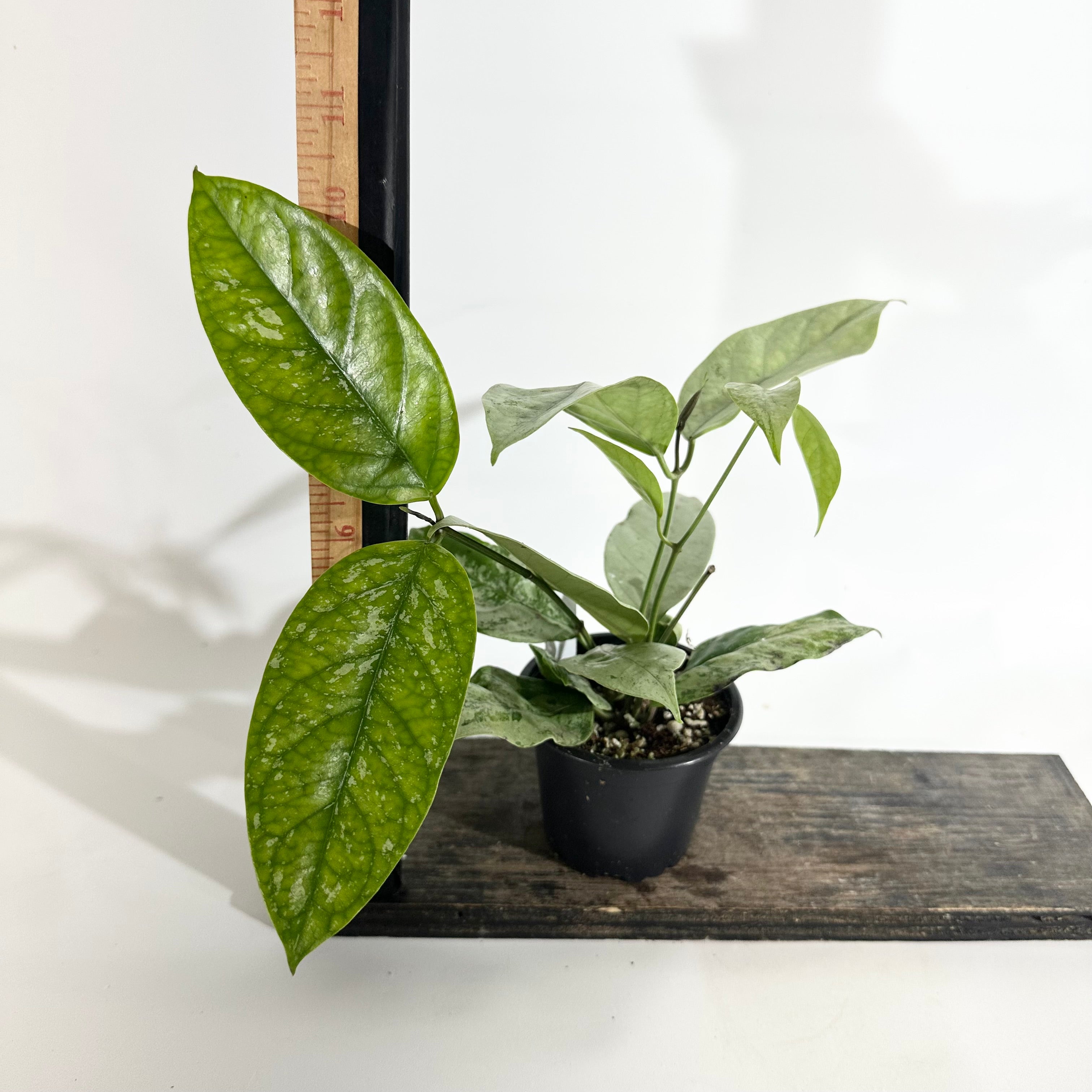 Z-5076 - Hoya coriacea (silver) – Steve's Leaves