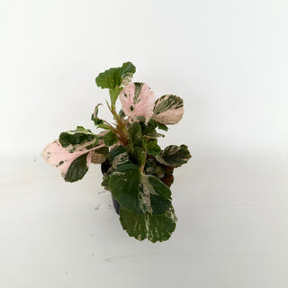 Begonia cucullata (variegated) "Pink Mint" [#2047]