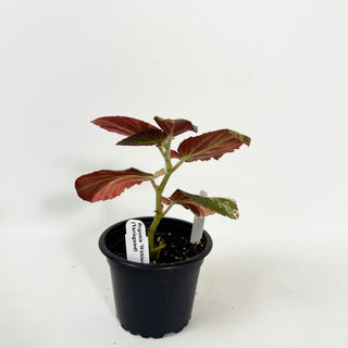 Begonia ‘Withlacoochee’ (Variegated) [#2119]