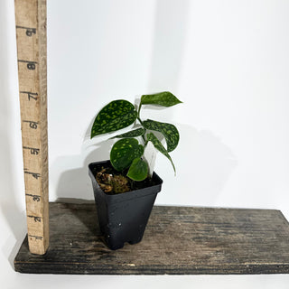 Z-4943 - Scindapsus pictus "Green Form" (Hassk)