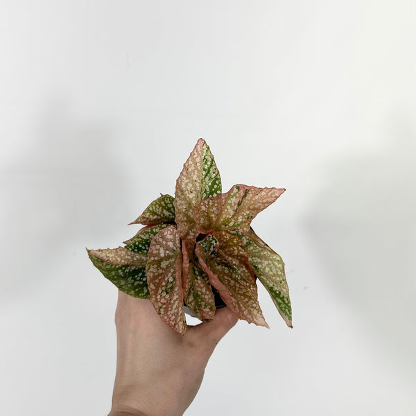 3F9A5756-C29B-4FF3-B7F5-